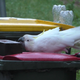 A cockatoo trying to push off the brick placed to keep it away from the trash it craves.